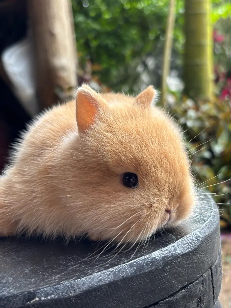 Mini coelhinho - Foto 3