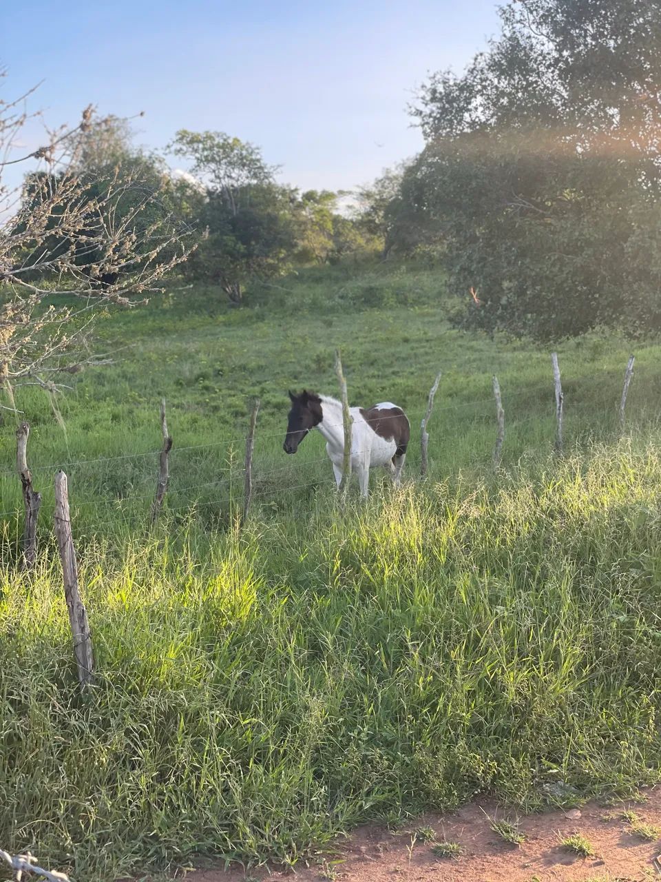 Potro Pampa de preto  - Foto 4