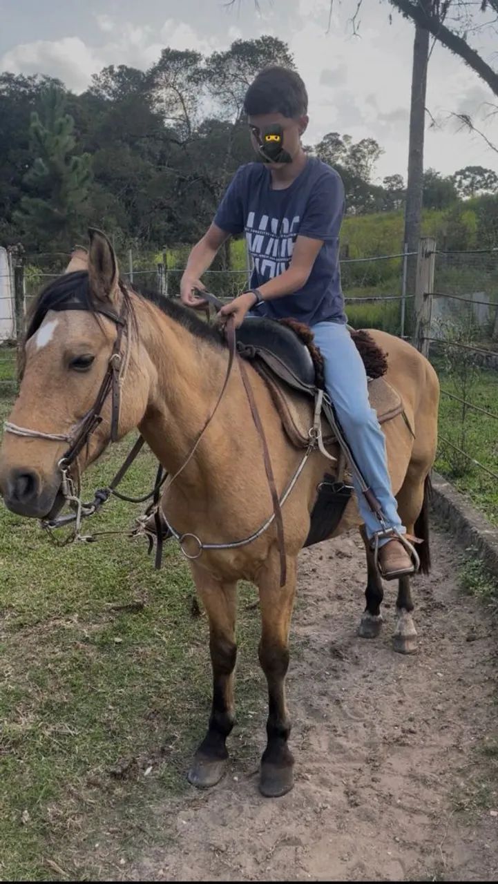 Cavalo crioulo Baio 
