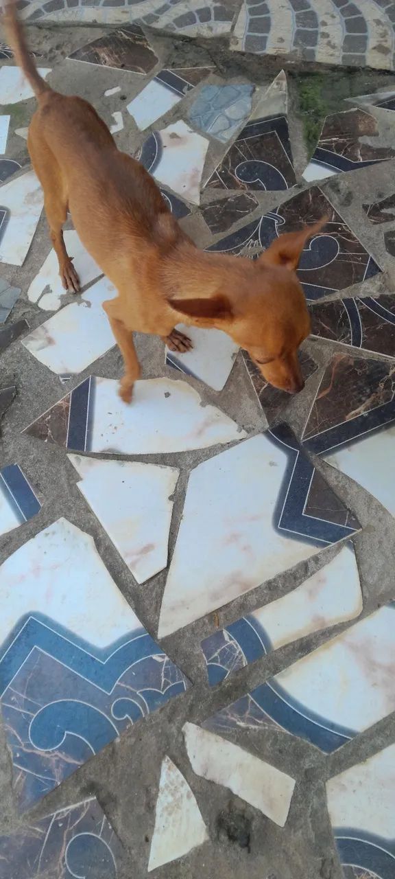 Vendo esse cachorro 