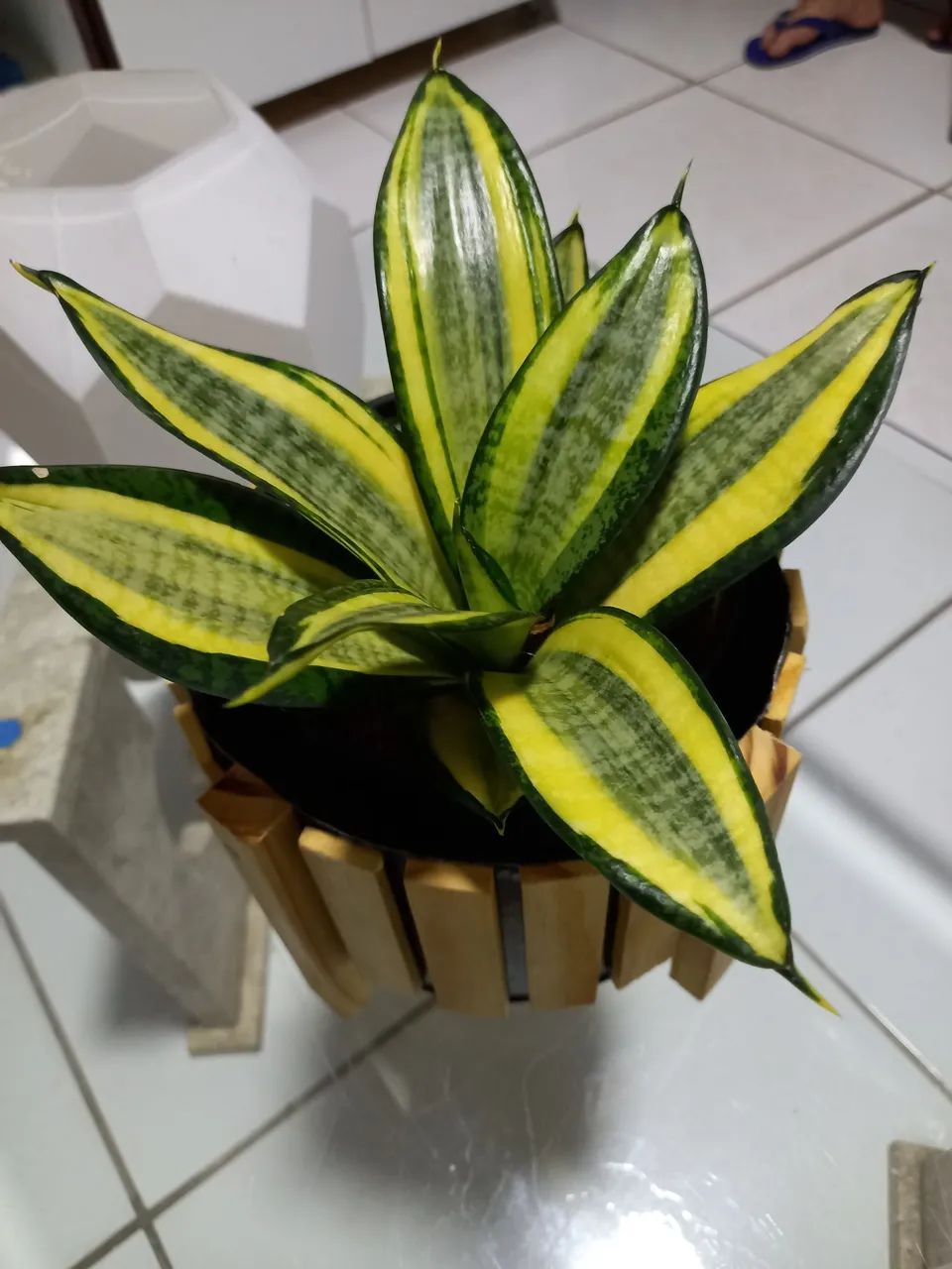 Vendo cachepot