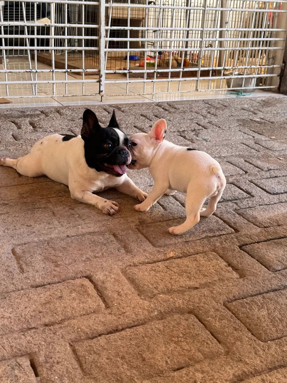 Buldogue Francês macho - Foto 5