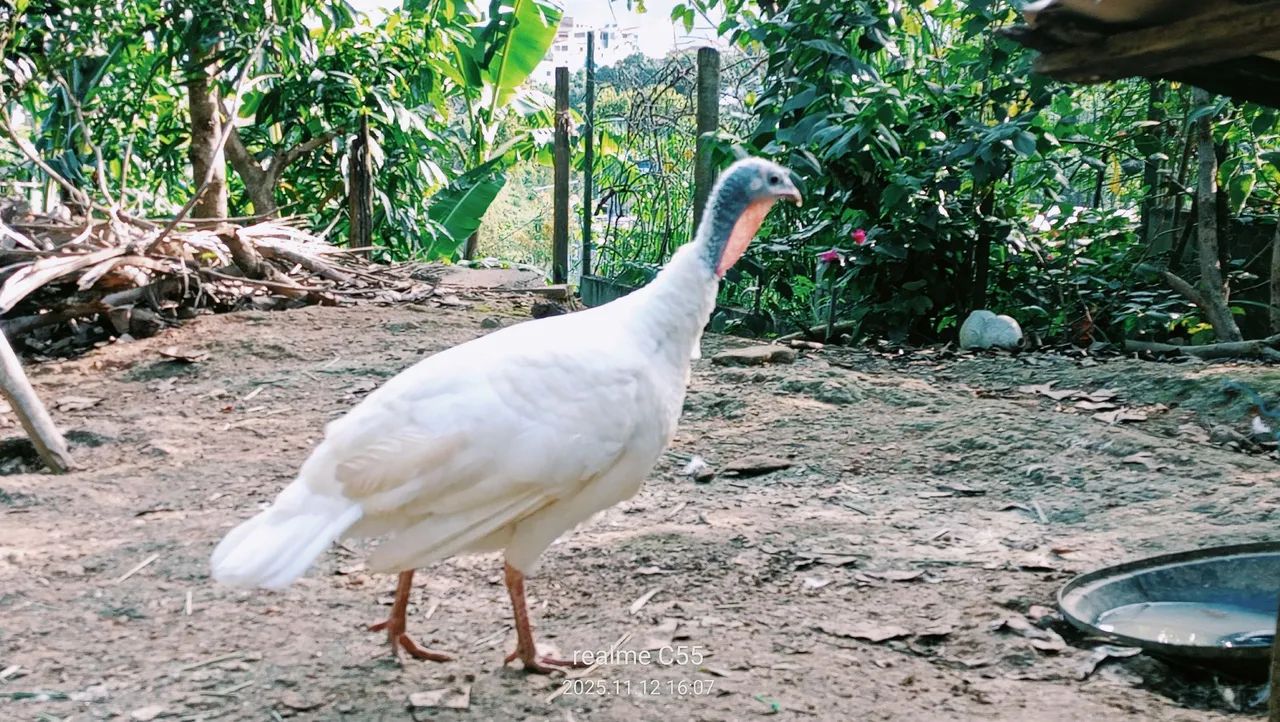 Vendo lindo casal de perus branco  - Foto 3