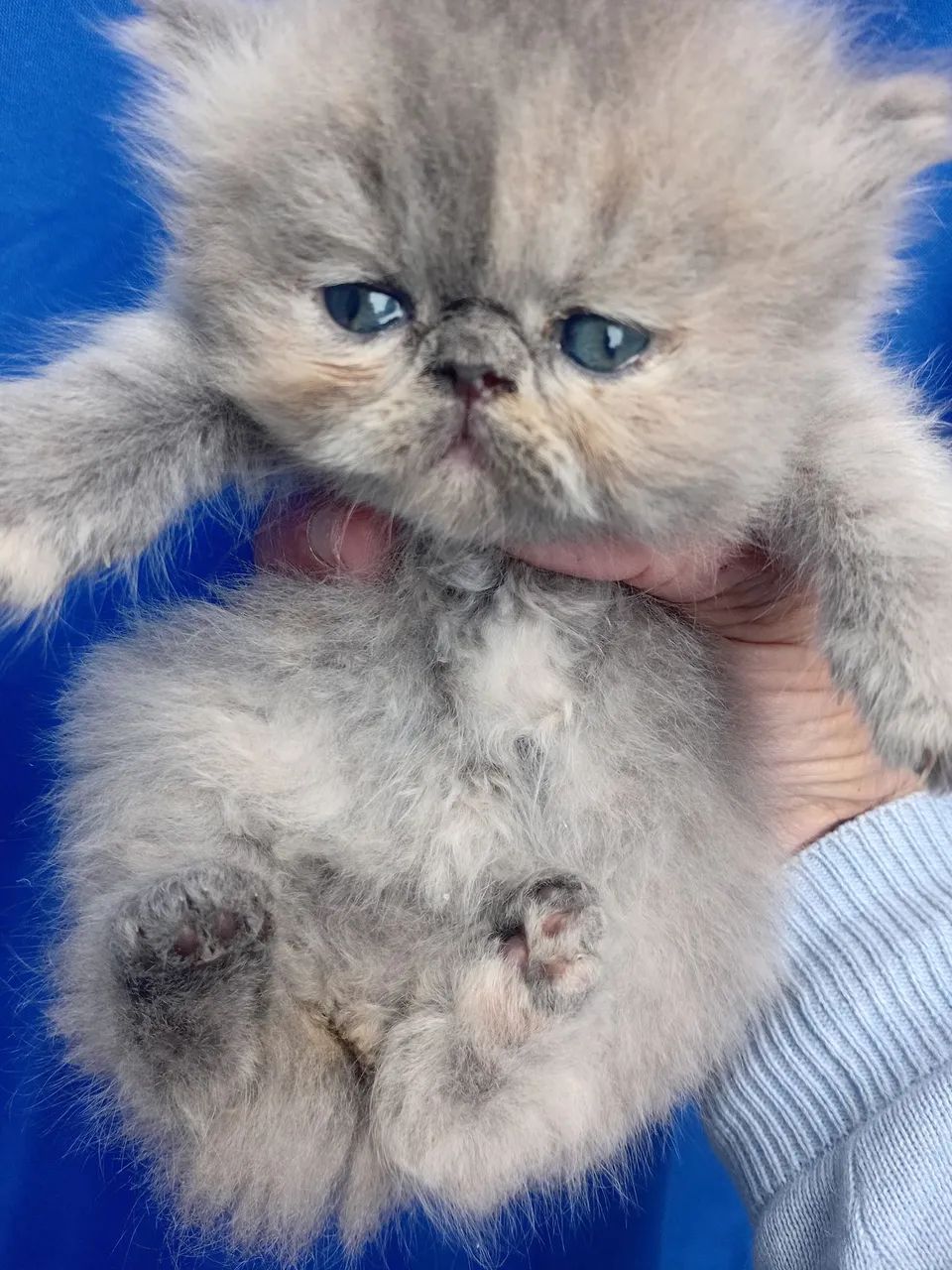 PERSAS FILHOTES RESERVA  - Foto 2