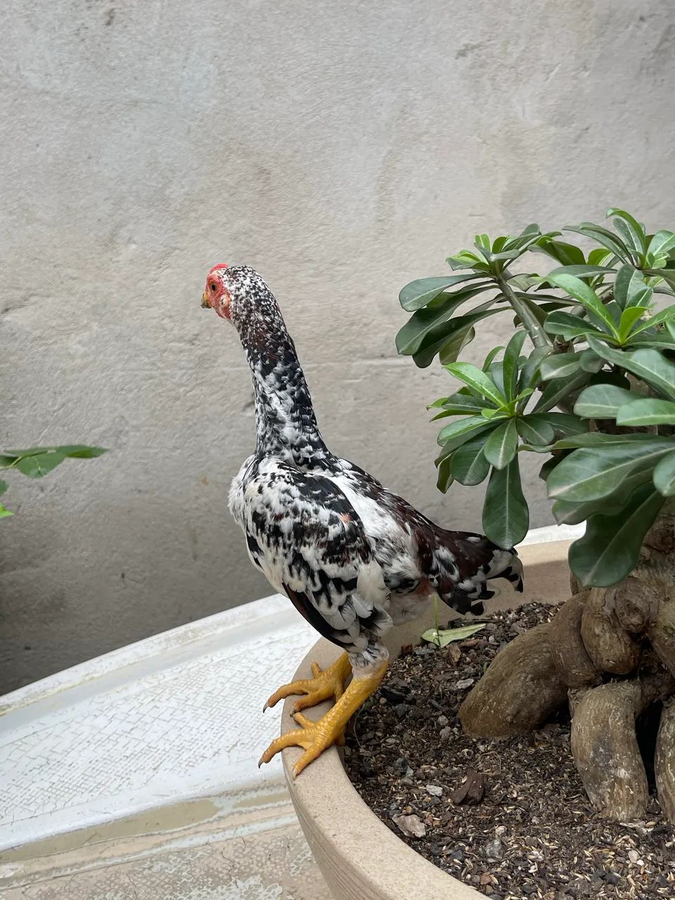 Mini galo - Foto 3