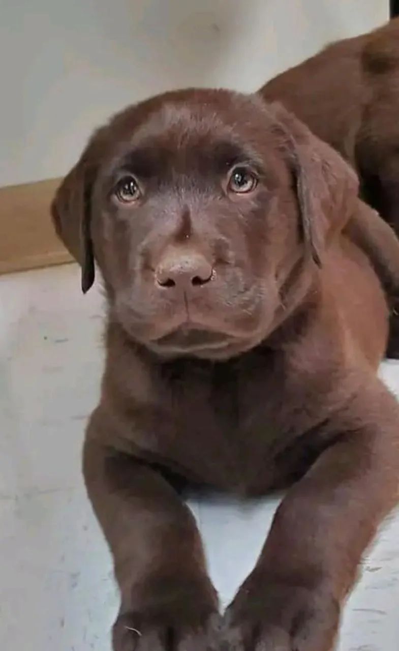 Labrador ambiente familiar