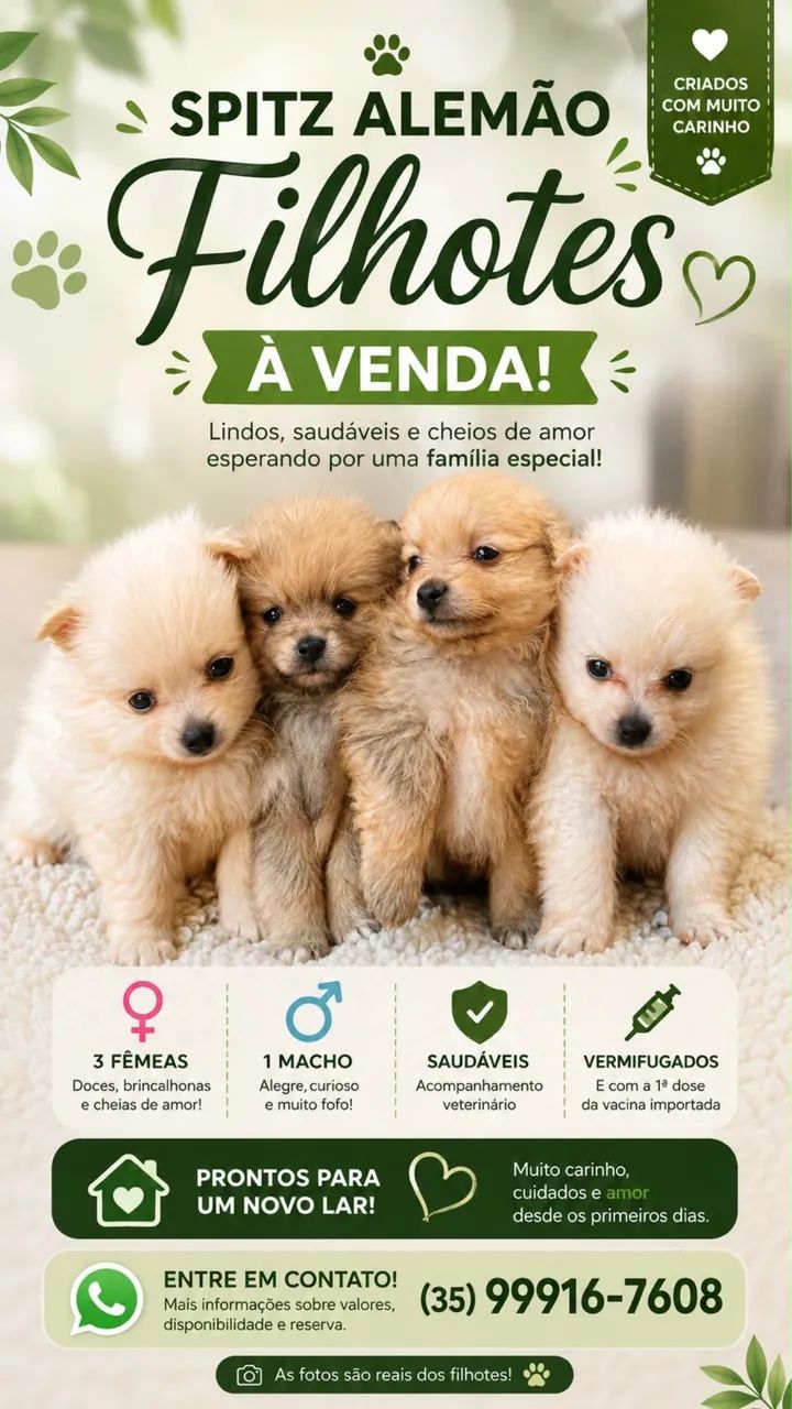Spitz alemão - Foto 3
