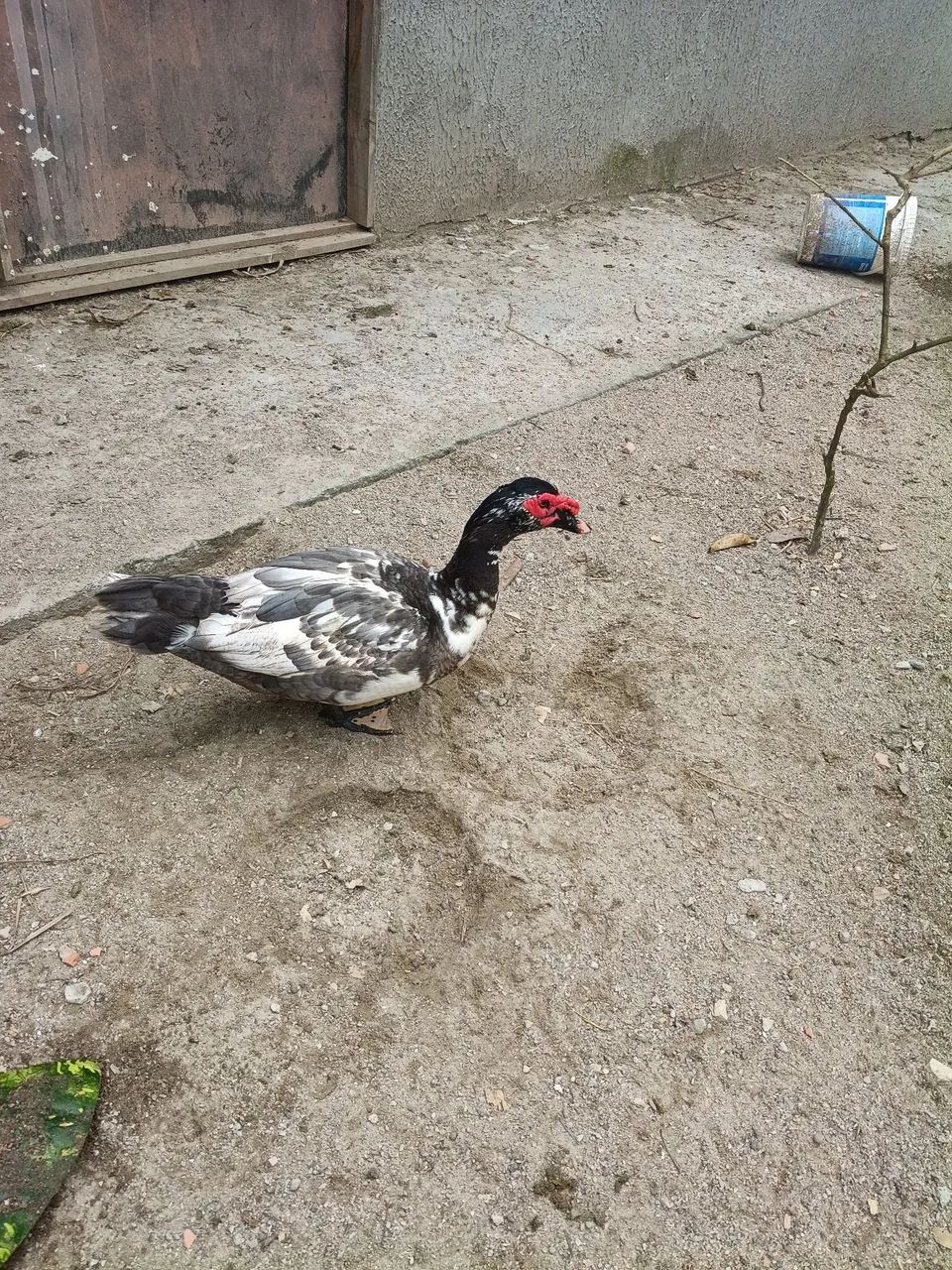 Venda de patos  - Foto 2
