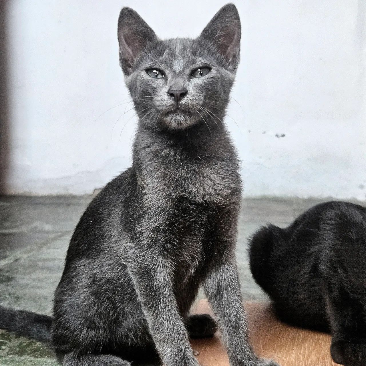 Gatinho Para Adoção Responsável  - Foto 2