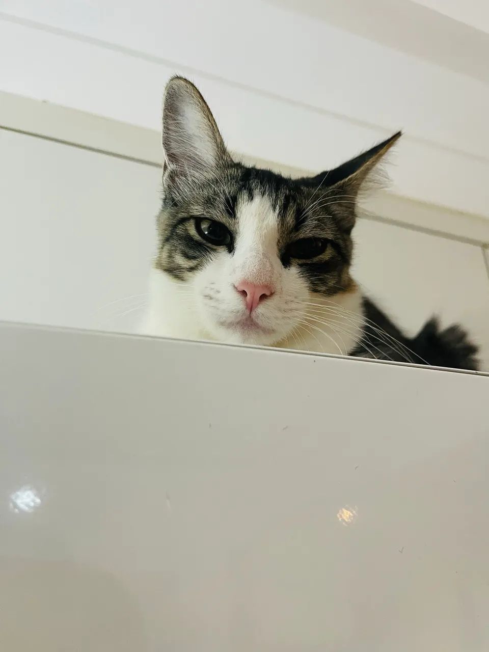 Doação de gato  - Foto 3