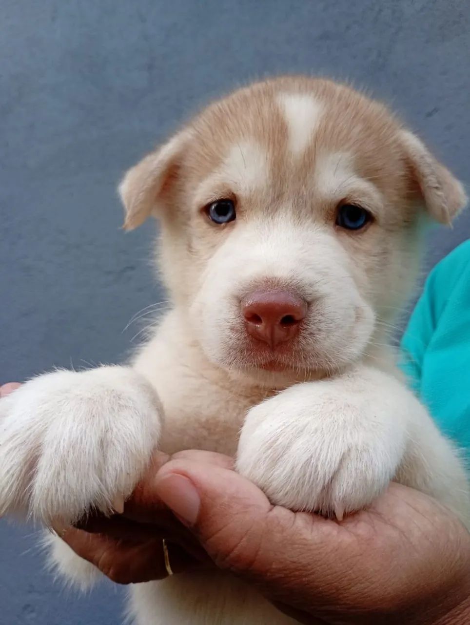 Husky siberiano  - Foto 5