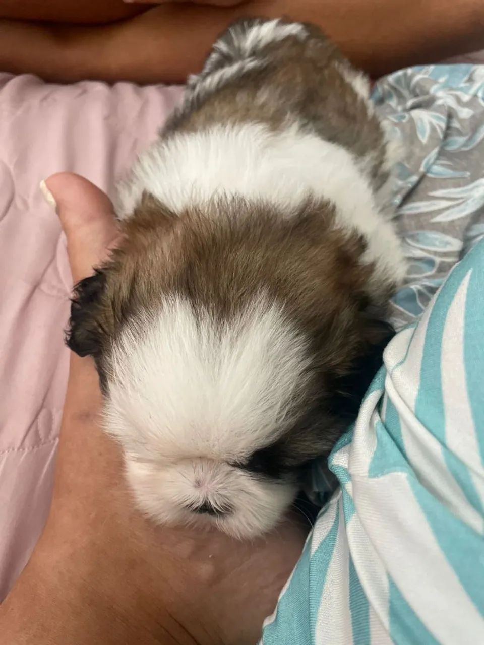 Shih - Tzu - Foto 3