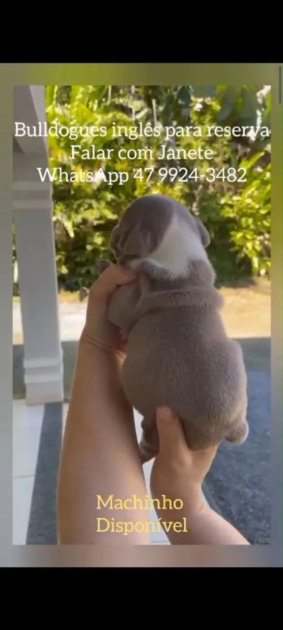Bulldog Inglês  - Foto 3