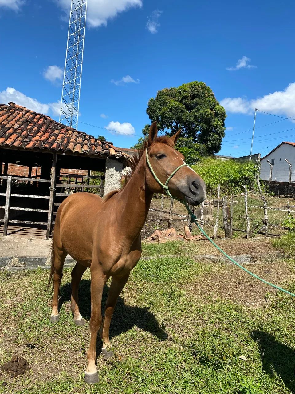Cavalo de passada - Foto 2