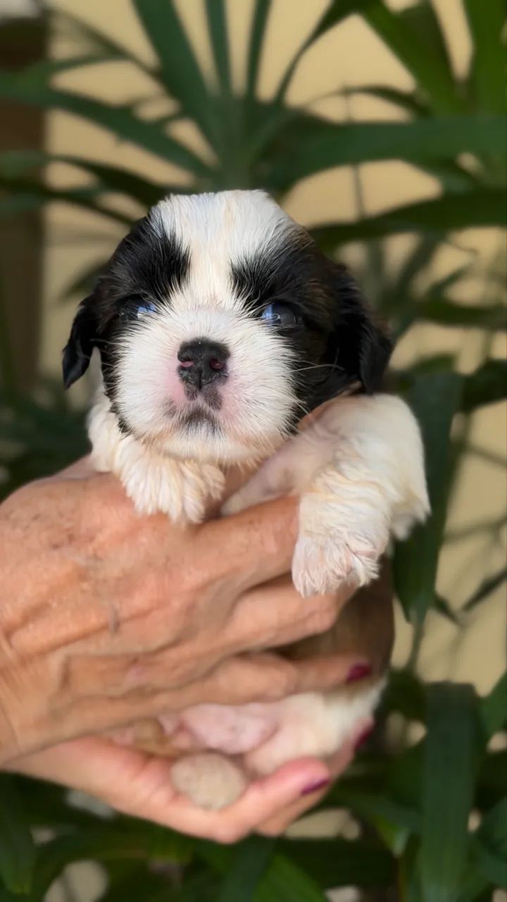 Shih-tzu  - Foto 5