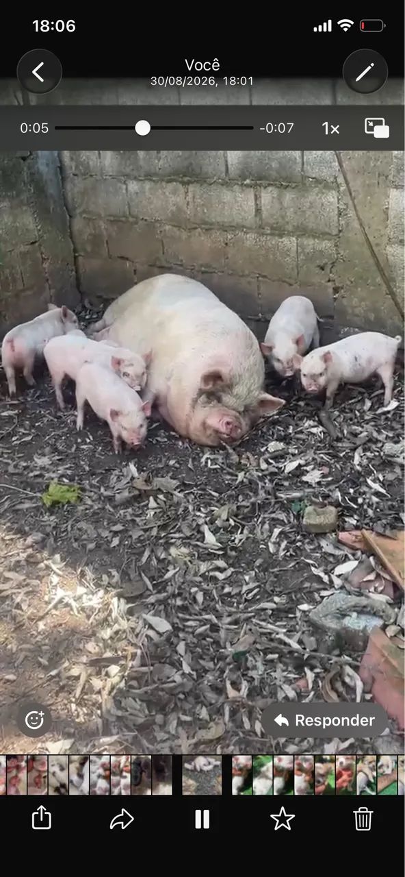 Mini pig rosa  - Foto 5