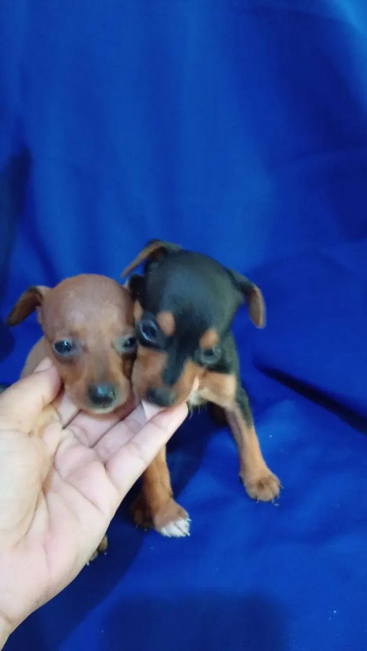 Pinscher N 1 - Foto 2