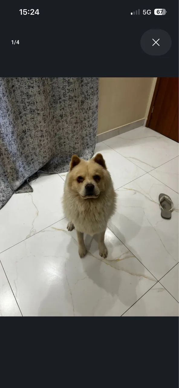 Doação de ChowChow - Foto 3
