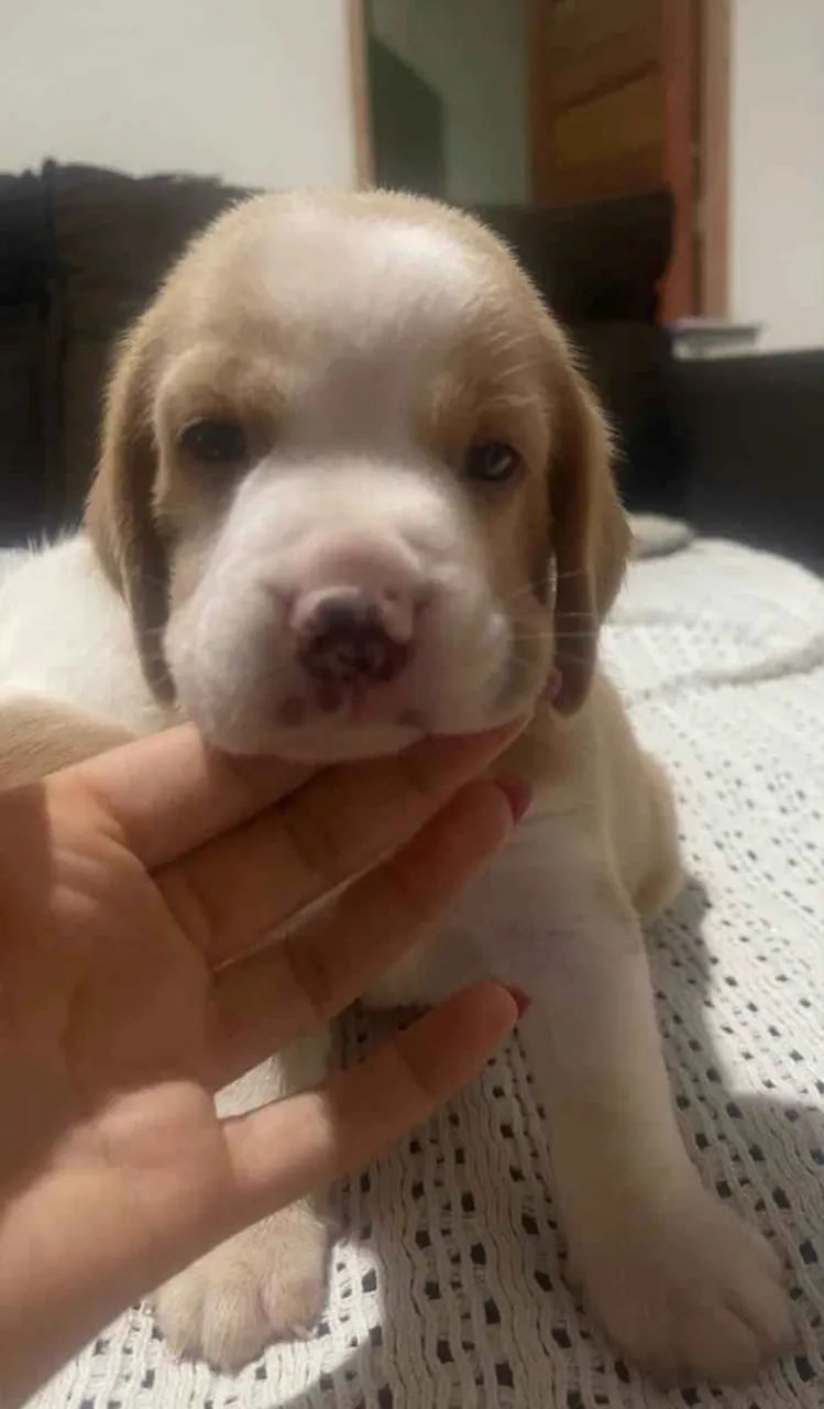 Cachorro - Foto 4