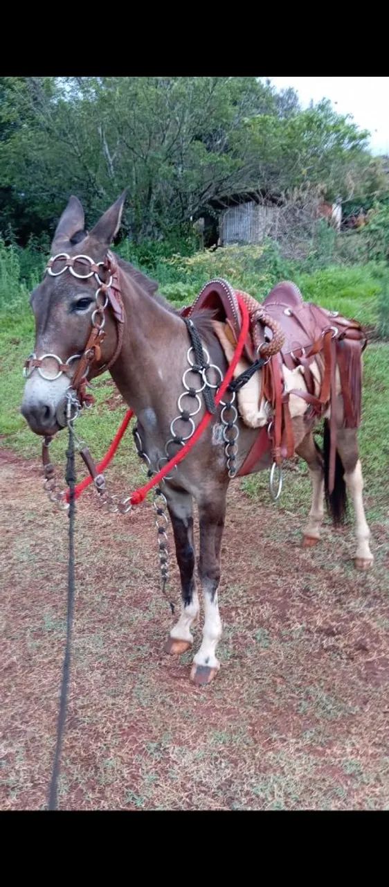 Vendo burro