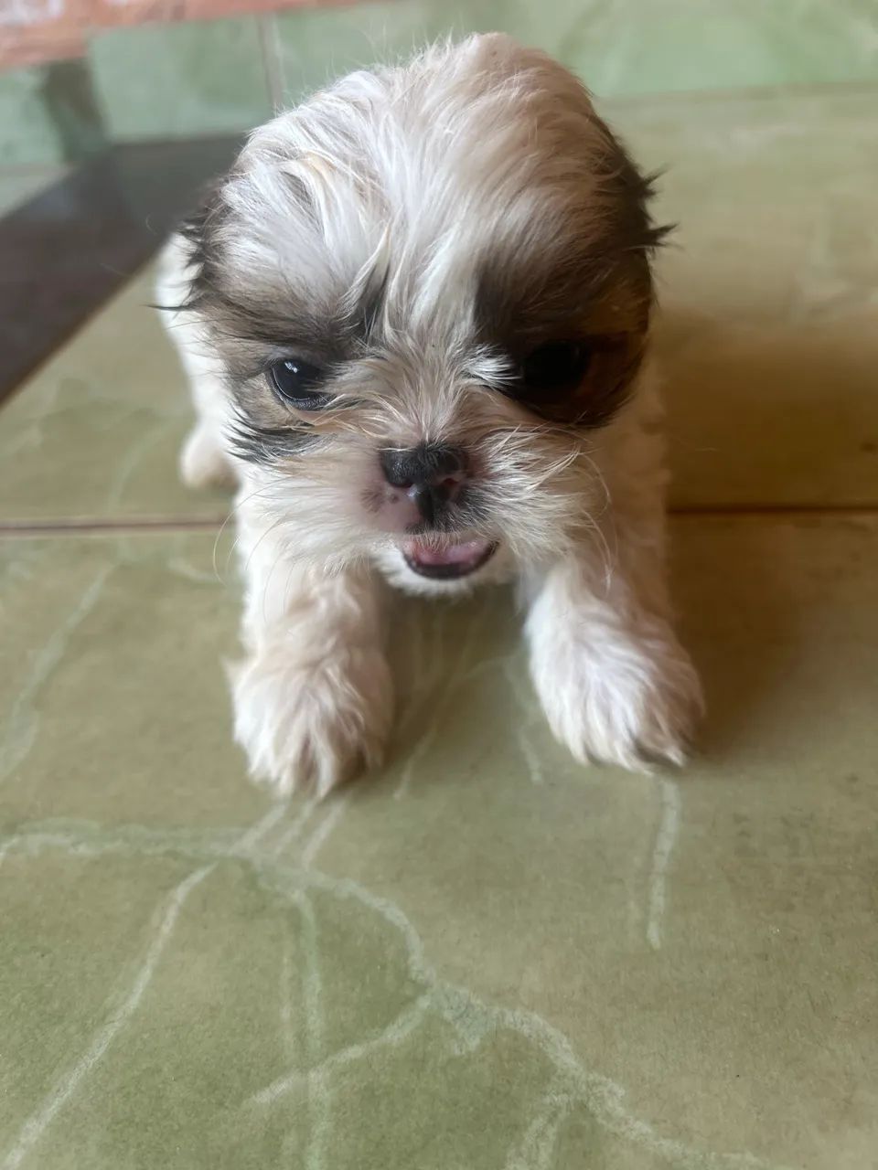 Shitzu macho mini 50 dias - Foto 4