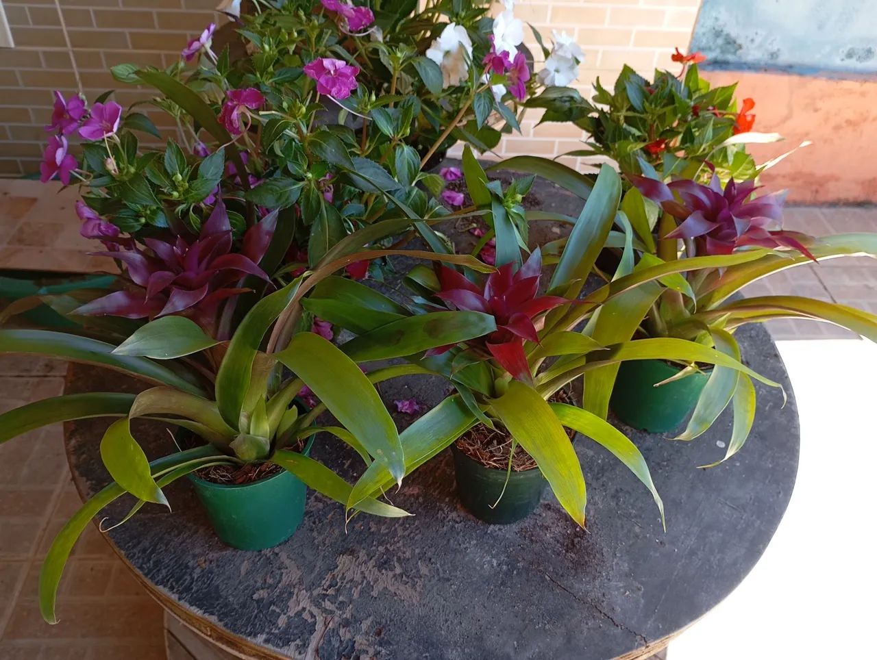 Plantas e sementes  - Foto 4