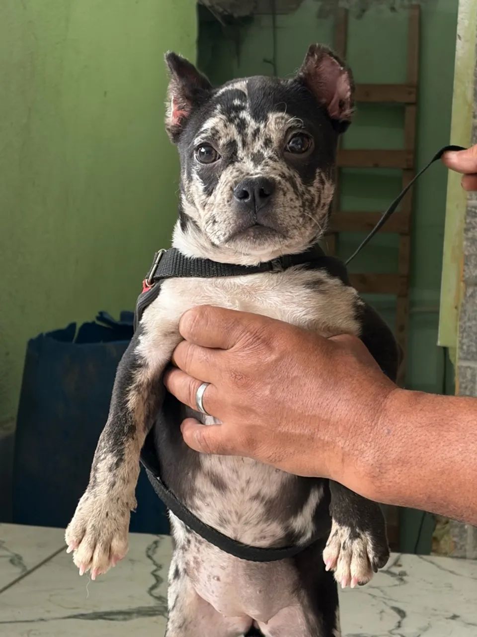 American Bully  - Foto 5