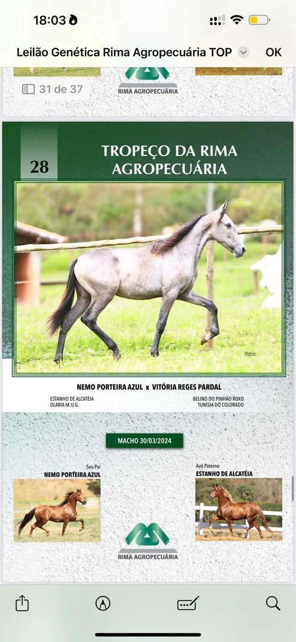 Potro/cavalo - Foto 3