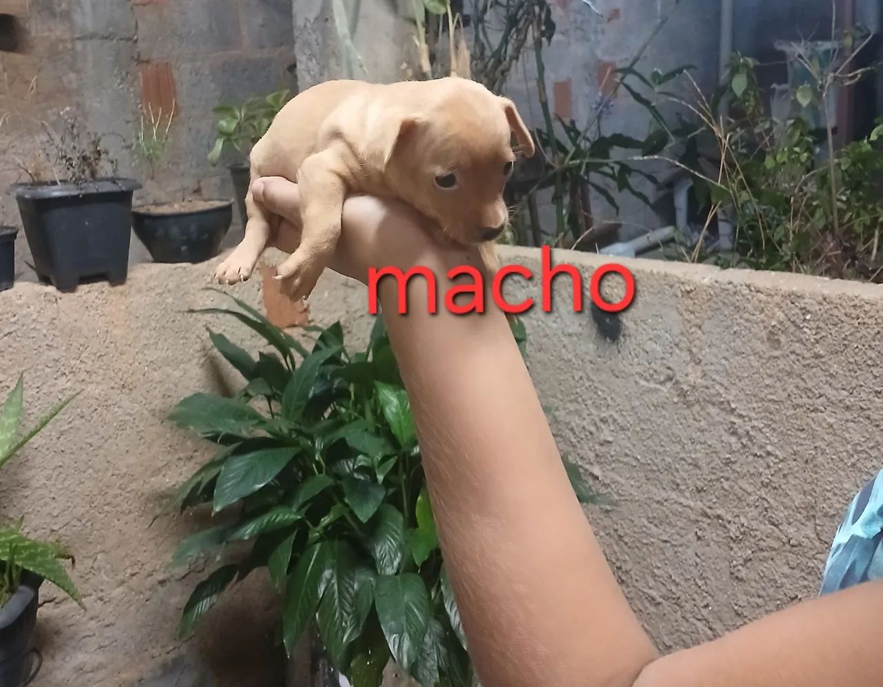 Vende-se pinscher  - Foto 4