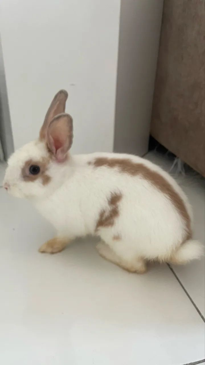 Vendo mini coelho