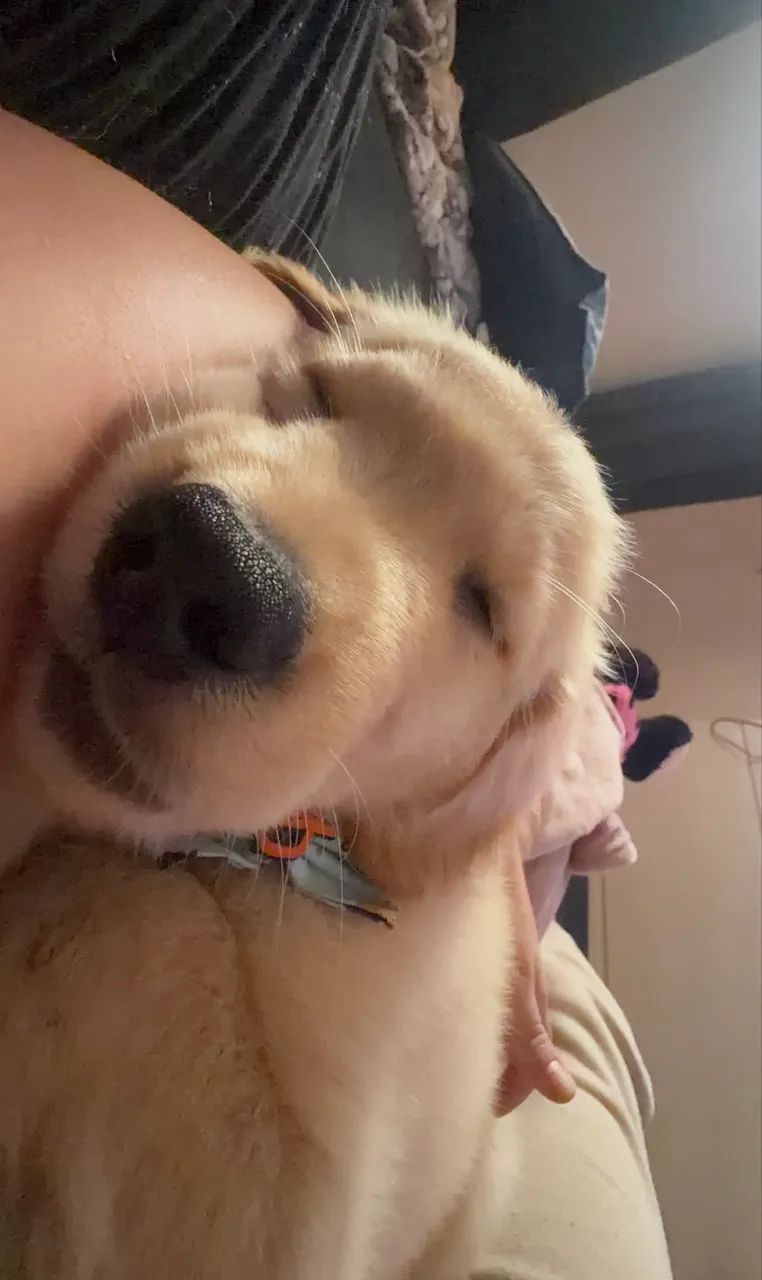 Golden Retriever filhote  - Foto 4