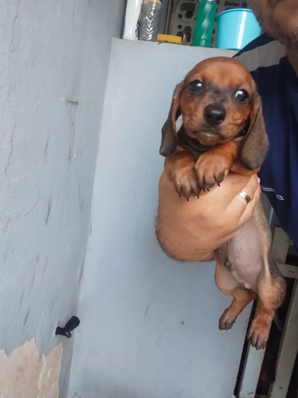 Filhotes de Dachshund - Foto 3