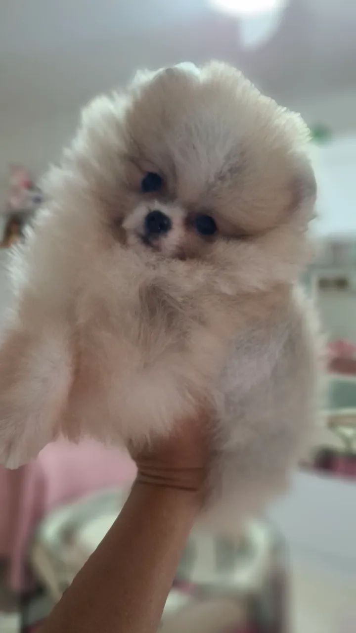 Spitz alemão  - Foto 2