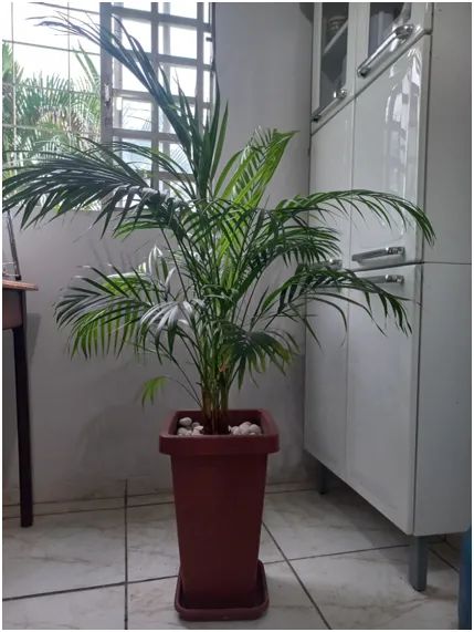 Lindas plantas, por apenas R$ 960,00, todas no vaso e com suportes metálicos. - Foto 2