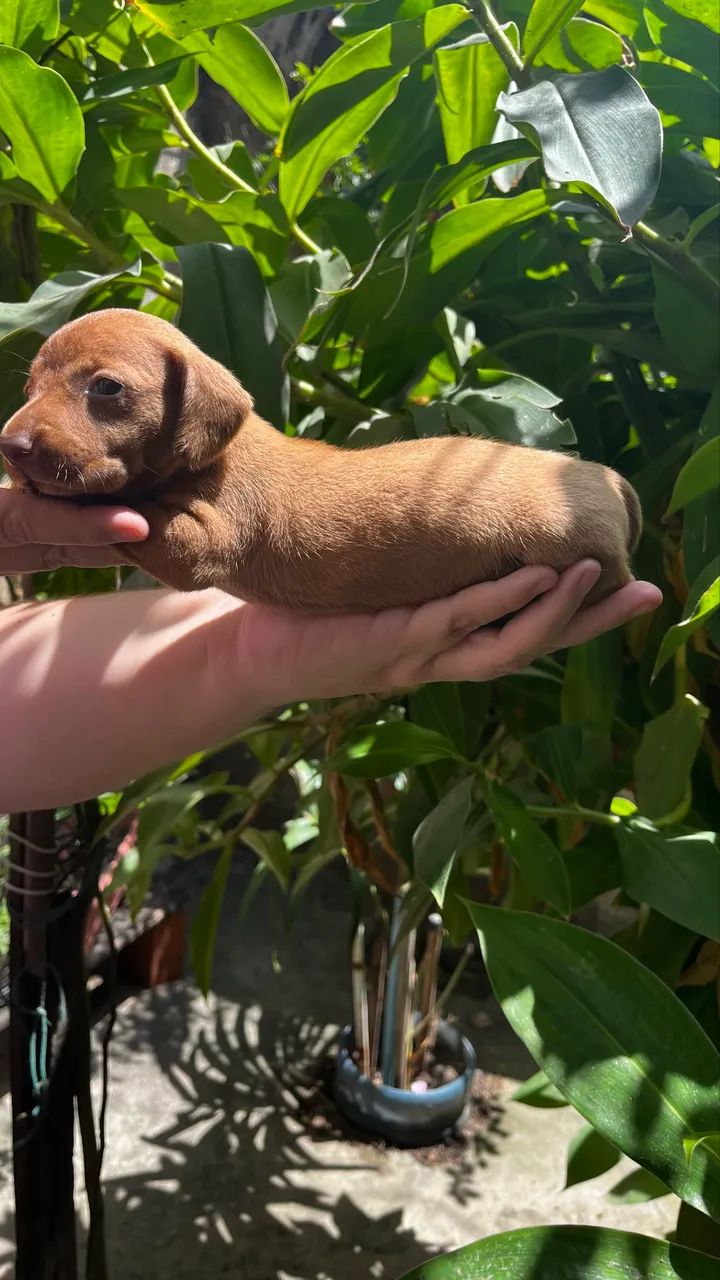 Cachorros  - Foto 3