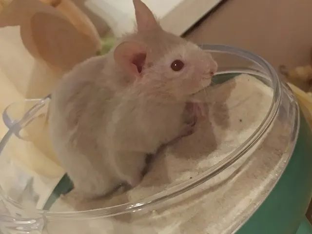 Hamster Sírio - Foto 2