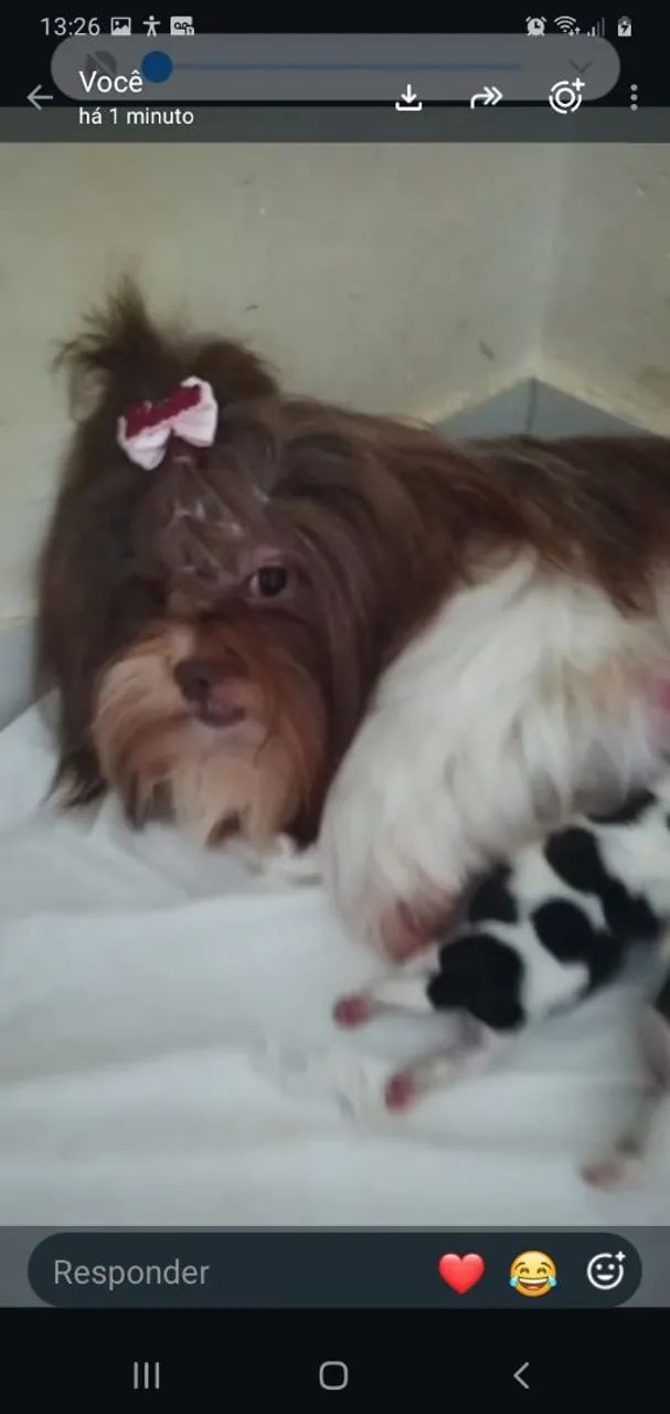 Cachorro  - Foto 2
