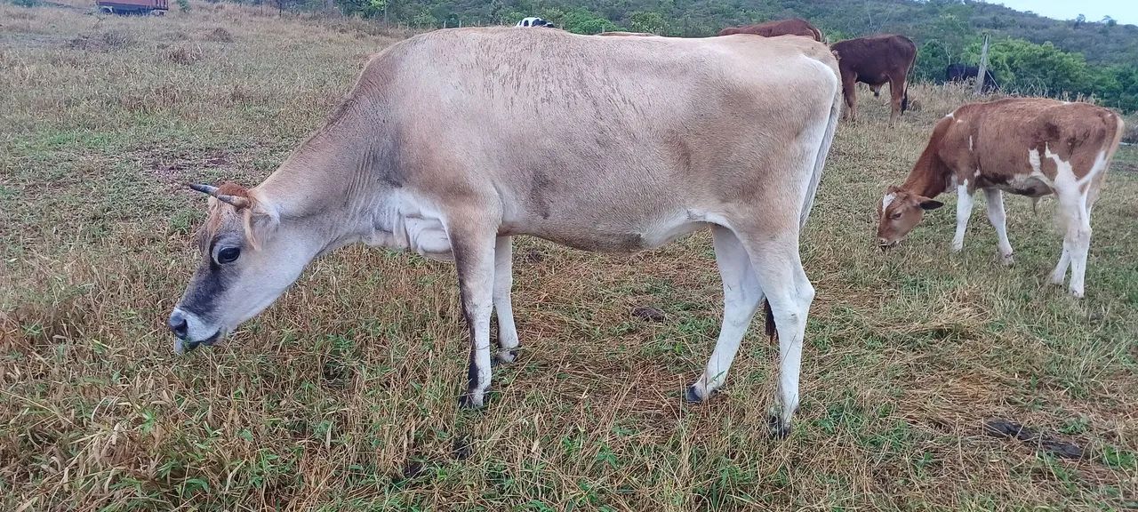 Vaca Jersey  - Foto 3