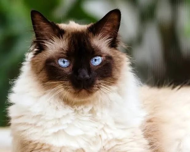 Gato Persa e Himalaio - Foto 2