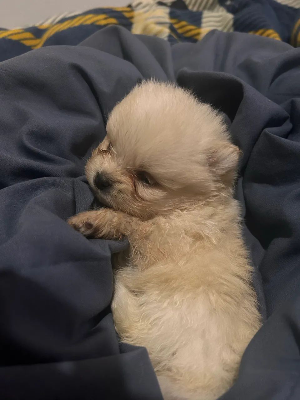 Pets  - Foto 3