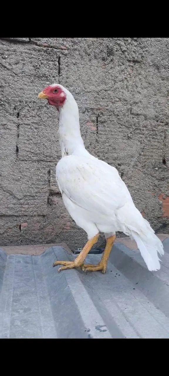 Galinha índia branca - Foto 3