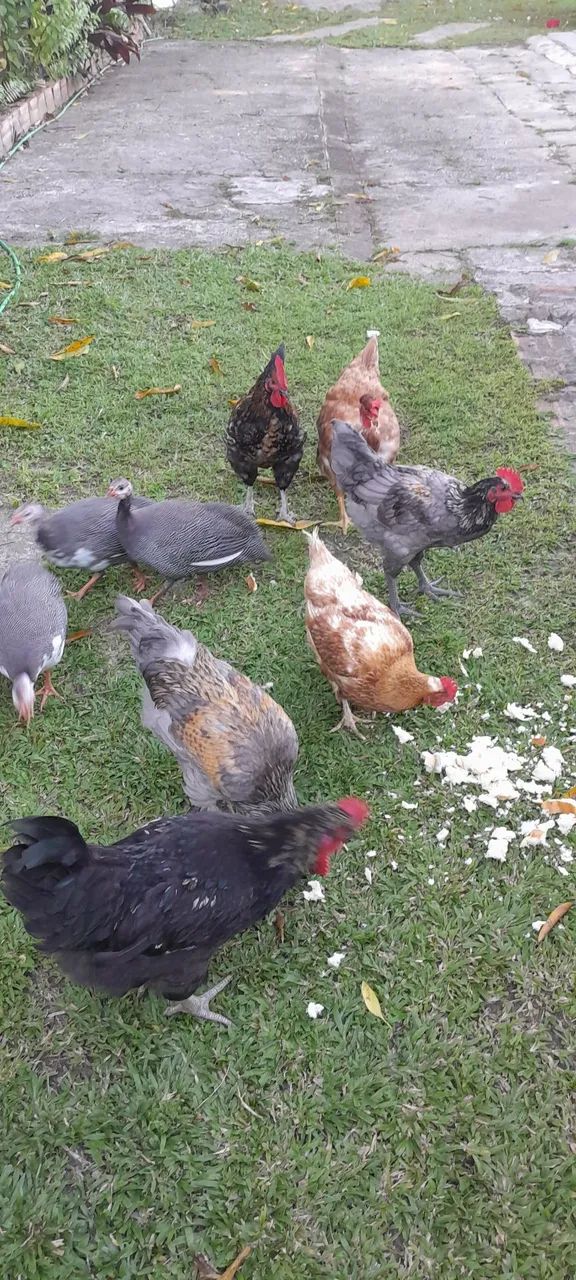 VENDE SE GALINHAS E GUINÉS  - Foto 2