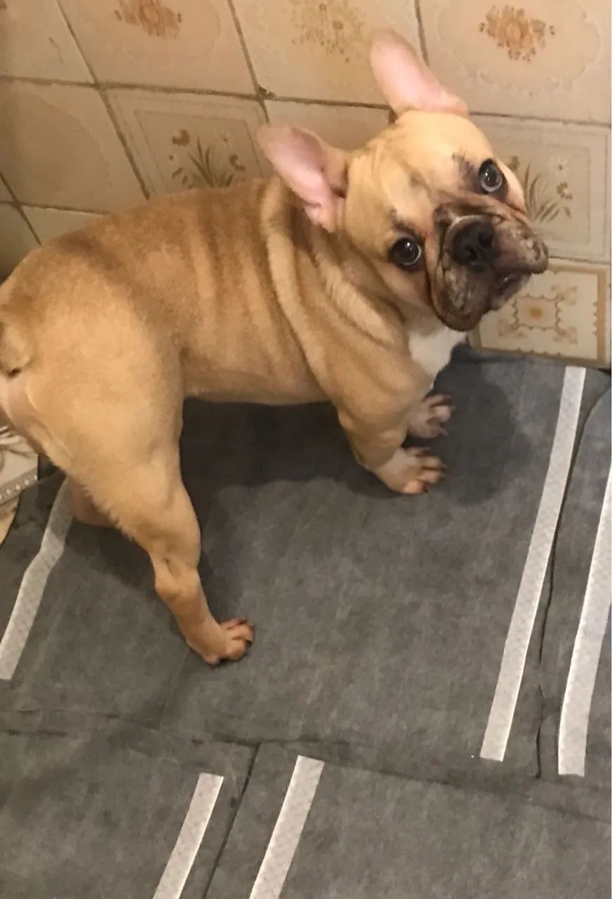 Buldogue francês 7 meses - Foto 4