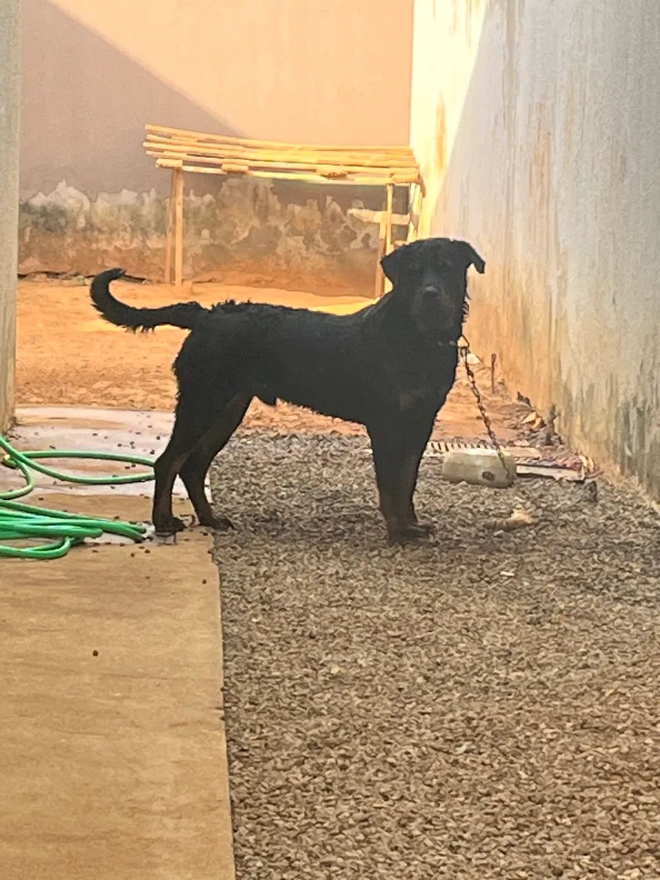 Rottweiler - Foto 4