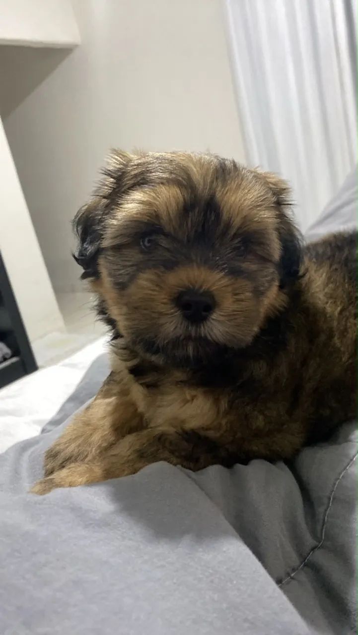 Yorkshire Terrier