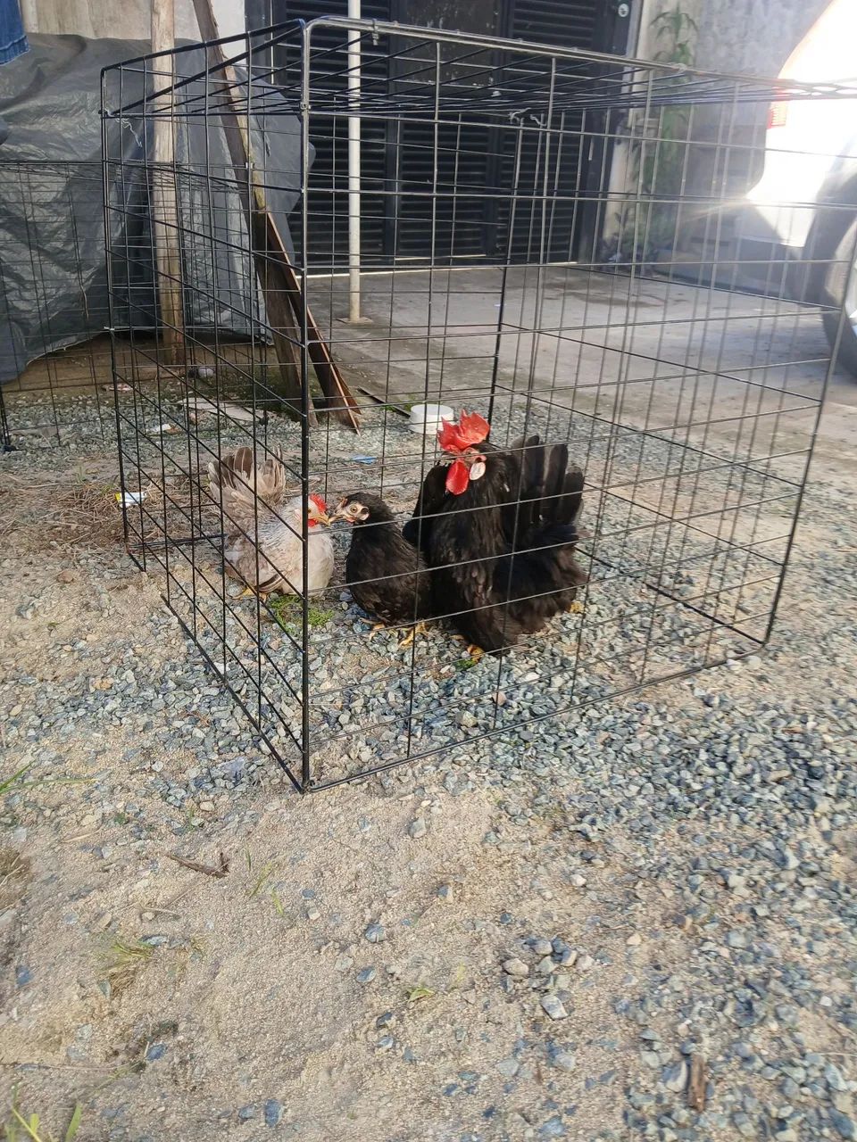 Galinha  - Foto 2