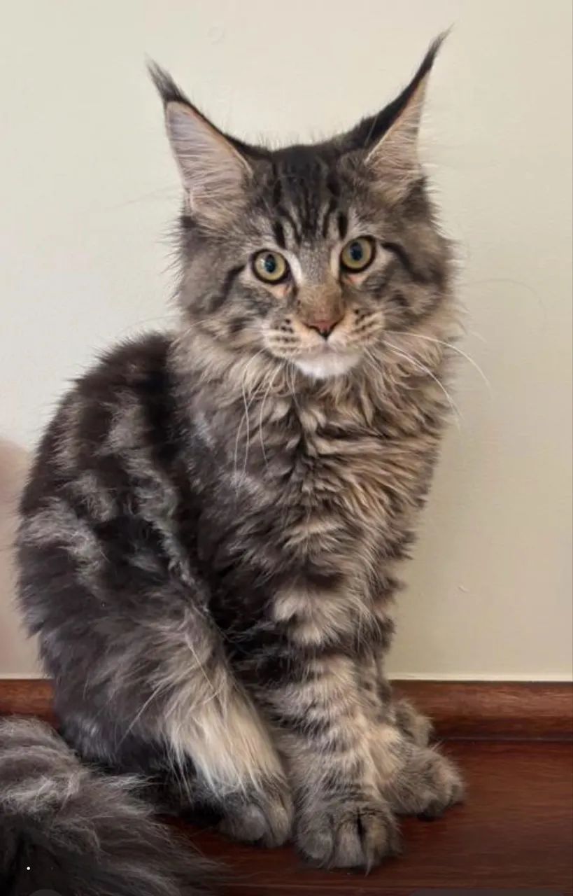 Gato Maine Coon filhotes machos e fêmeas para reserva e pronta entrega FOTOS REAIS - Foto 5