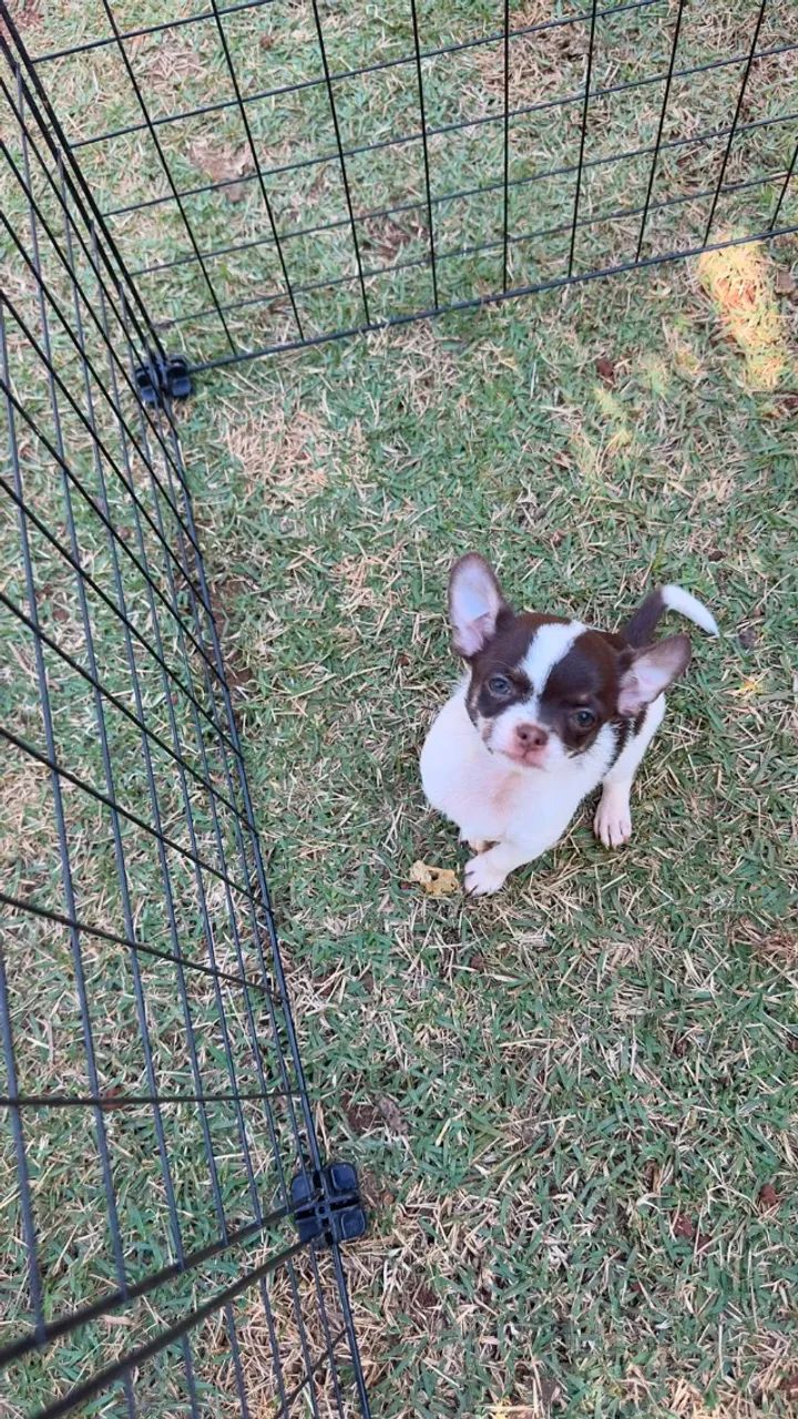 chihuahua