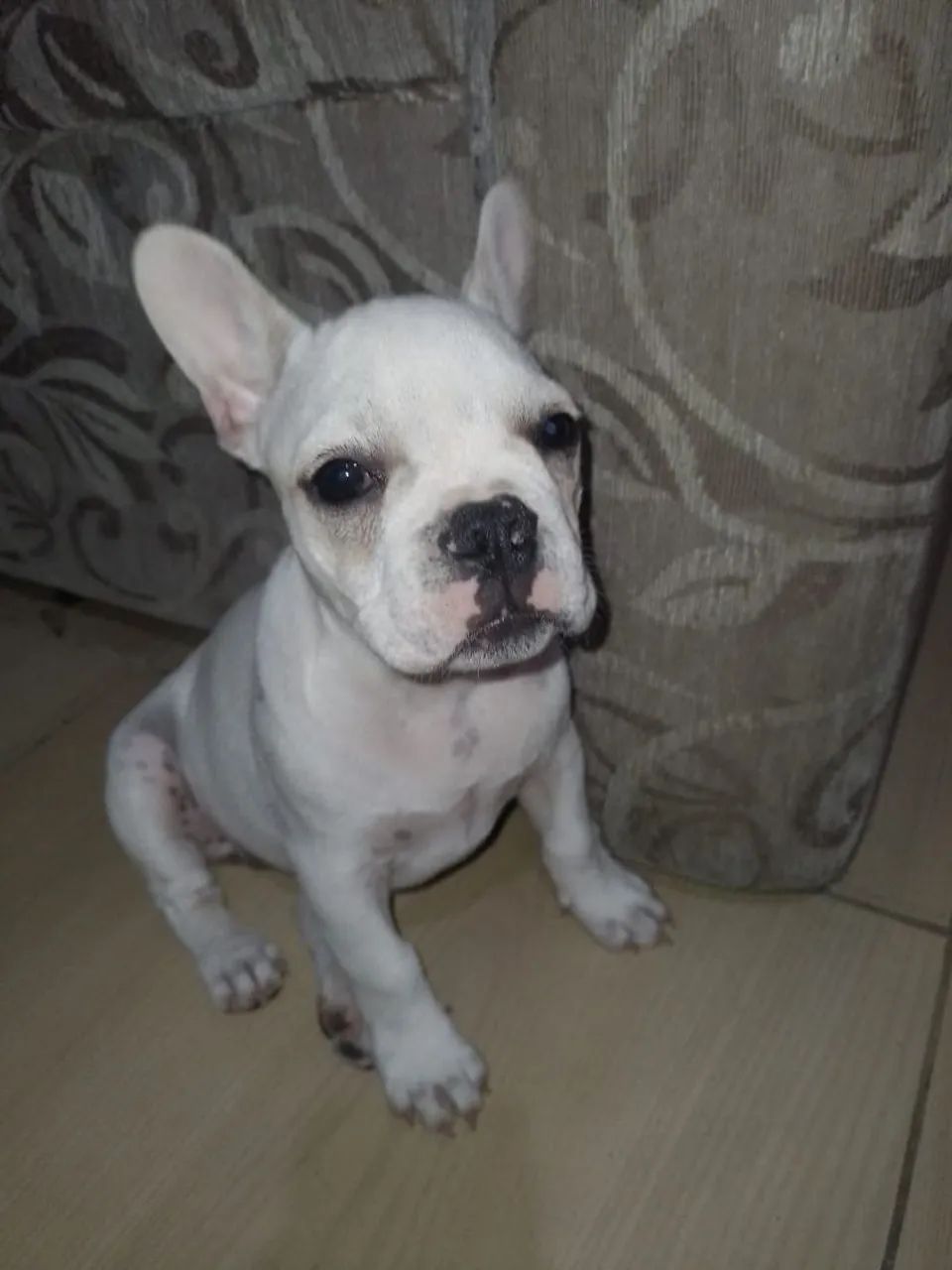 Buldogue francês 