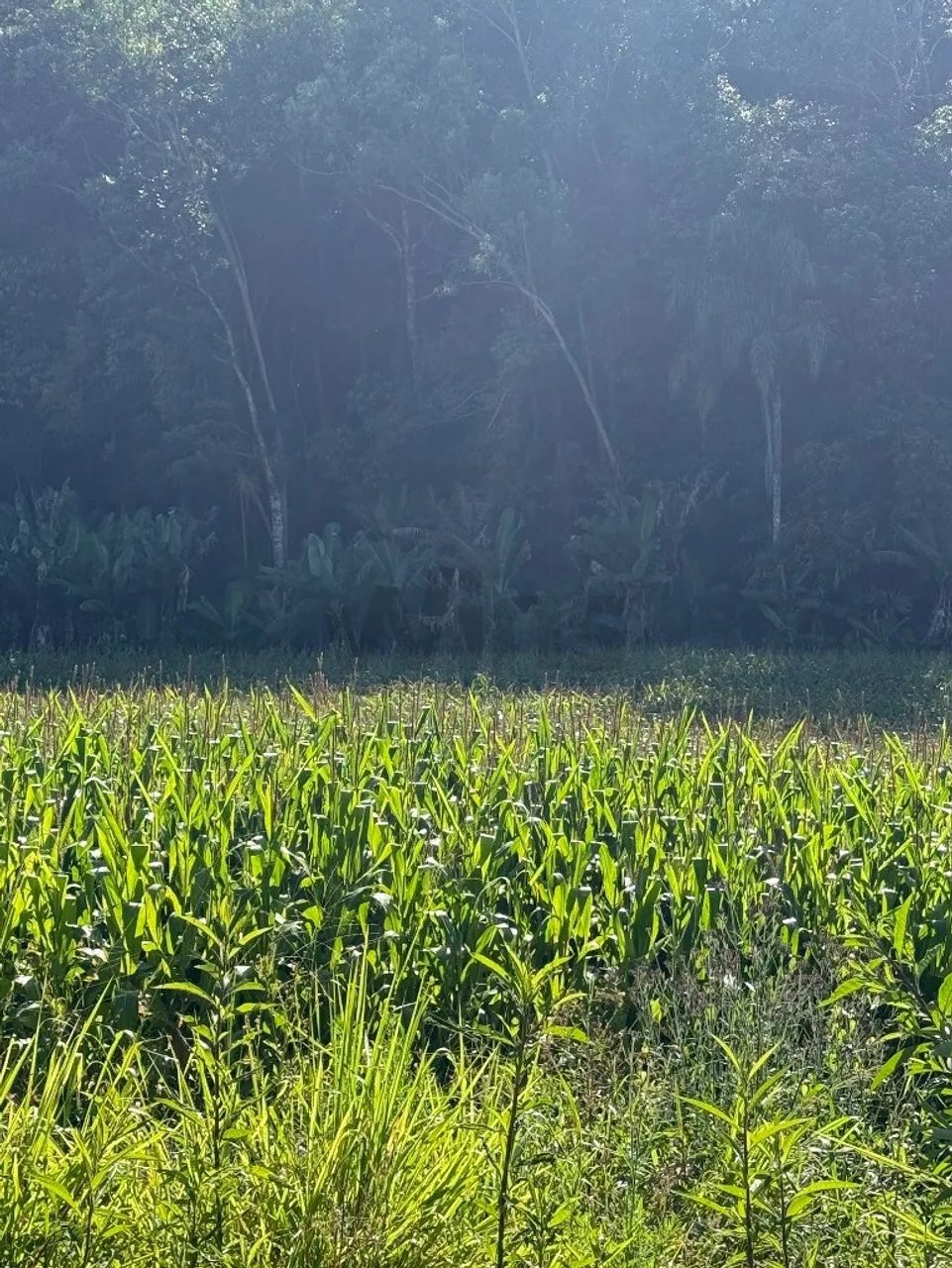 Terreno rural com açudes às margens da rodovia em Nova Veneza - Foto 5